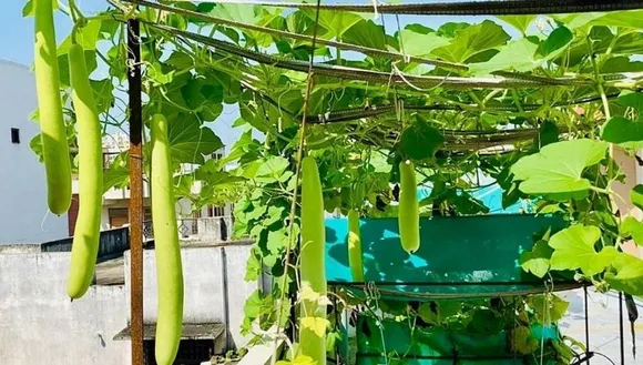 Bottle gourd benefits
