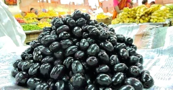 ગુણોનો ભંડાર: જાણો અત્યારની સિઝનનાં દેશી જાંબુ કેમ હોય છે સૌનાં પ્રિય!