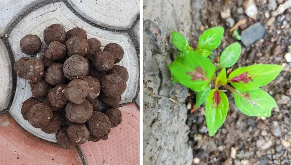 Seed Ball