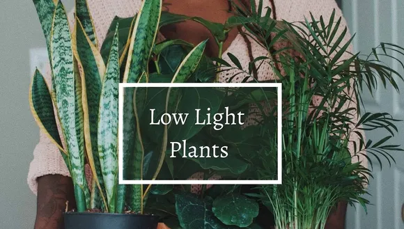 Best low light indoor plants