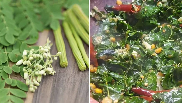 Health Benefits of Moringa Leaves