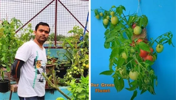 Vertical Gardening Ideas By Ankit