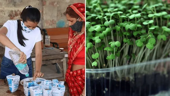 Microgreens To Grow