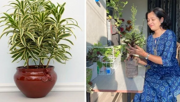 Dracaena plant Benefits