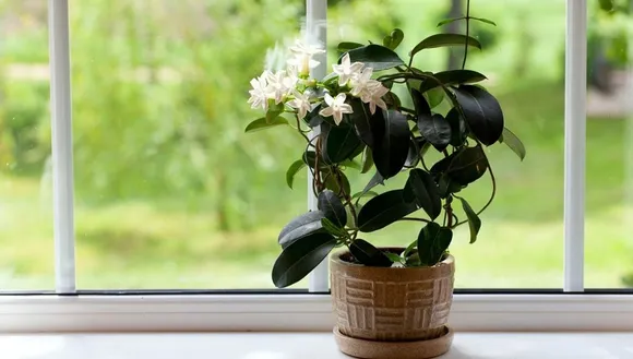 Mogra Plant