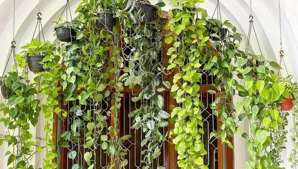 How To Grow Pothos