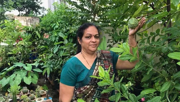 Fruits Plants In Terrace Garden