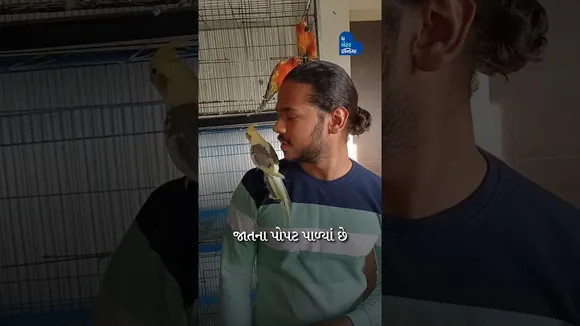 અમદાવાદના જૈનેશે 100 થી વધુ વિદેશી પોપટ ઘરે પાળ્યાં | Ahmedabad Parrot Lover| Jainesh Patel| Bird