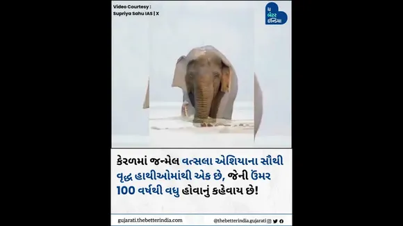 વત્સલા એશિયાના સૌથી વૃદ્ધ જીવિત હાથીઓમાંનાં એક છે. #Elephant