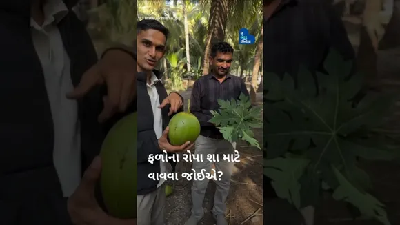 શું તમે કોઈ દિવસ આ Natural Straw નો ઉપયોગ કર્યો છે? અમને Commentsમાં જરૂર જણાવો. @chintan_guj
