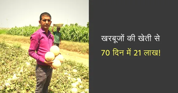 70 दिनों में इस किसान ने खरबूज़े की खेती से कमाये 21 लाख रुपए; जानिये कैसे!