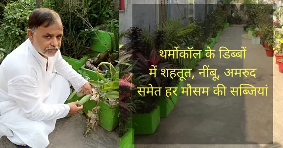 घर की छत को बनाया खेत, थर्मोकॉल के डिब्बों में उगाये 500 से अधिक पेड़-पौधे!