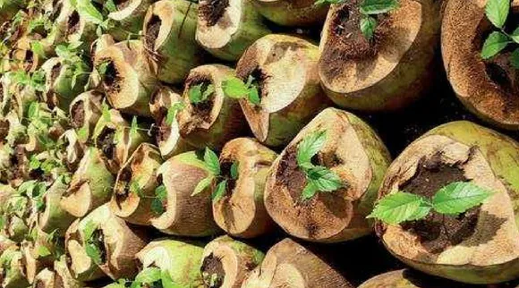 पौधे उगाने के लिए नारियल के खोल का इस्तेमाल, प्लास्टिक-फ्री शहर की दिशा में एक कदम!