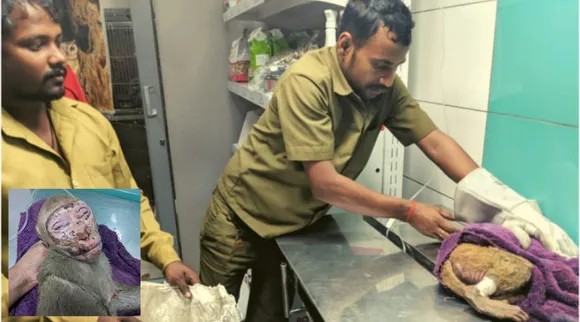 मुंबई : अपने पूरे दिन की कमाई की परवाह न करते हुए, एक बंदर की जान बचाने को निकल पड़े ये चार ऑटो चालक!