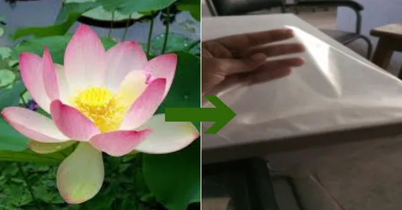 अब पैकेजिंग होगी इको-फ्रेंडली; भारतीय वैज्ञानिकों ने कमल के तने, छाछ और ईसबगोल से किया यह कमाल!