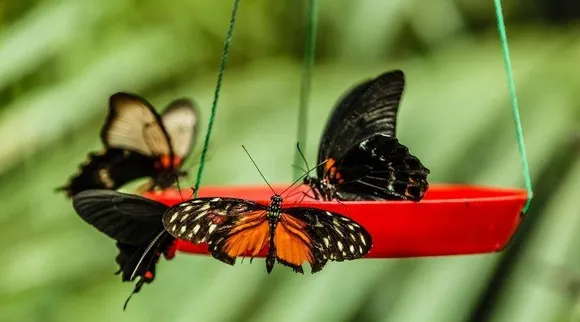 Butterfly Feeder: तितलियों को अपने घर पर दावत देना चाहते हैं, तो इस तरह बनाएं उनका फीडर