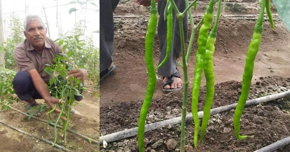 पूर्व सैनिक ने शुरू की खेती, राजस्थान के सख्त मौसम में उगाएं 1.2 फीट लंबी जैविक हरी मिर्च