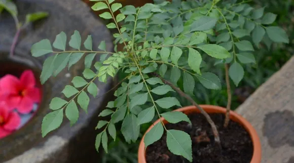 Grow Curry Leaves: जानिए कैसे घर पर ही उगा सकते हैं करी पत्ता