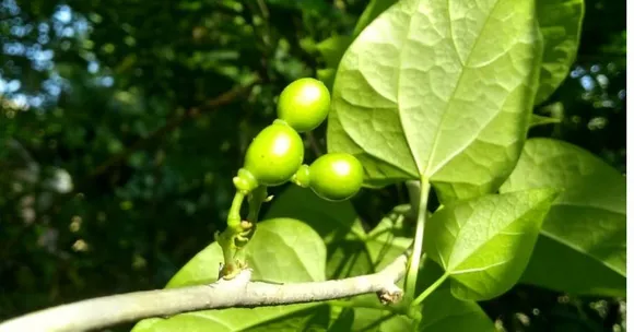 How to grow Giloy