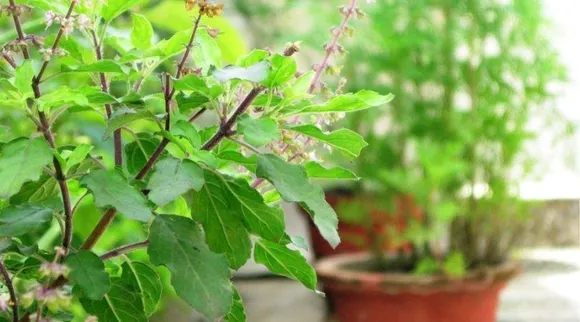 Grow Tulsi: इस तरीके से घर में उगाएं औषधीय गुणों से भरपूर तुलसी