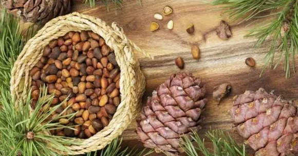 benefits of pine nuts