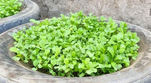 Grow Sarso Ka Saag: इस तरह से घर पर ही उगाएं ताजा और ऑर्गनिक सरसों का साग