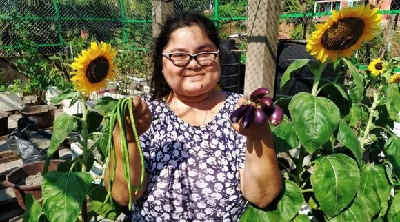 Grow Sunflower: गमले या फिर ग्रो बैग में उगाएं सूरजमुखी के फूल, जानिए कैसे