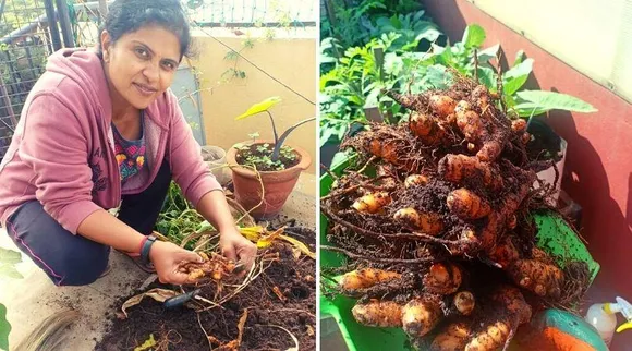 जानिए कैसे घर की छत या फिर बालकनी में उगा सकते हैं ऑर्गनिक हल्दी