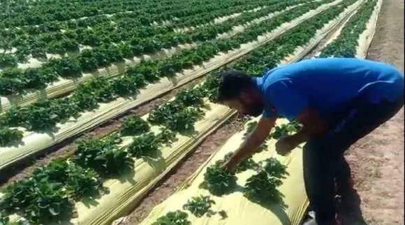 Grow Strawberry