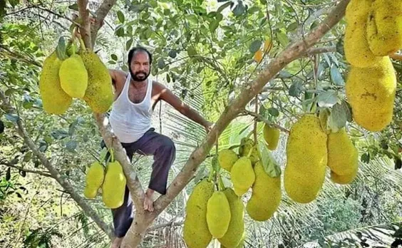 King Of Jackfruits