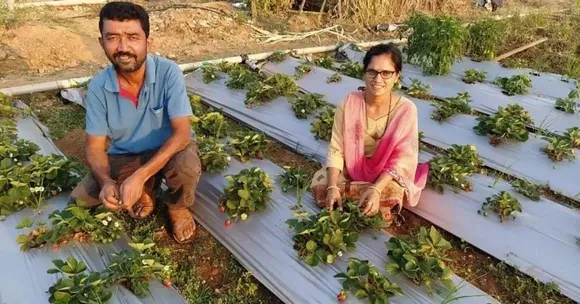 Grow Strawberries
