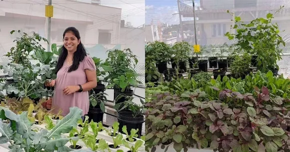 Hydroponic And Aquaponic Farming