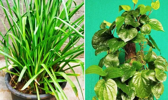 How To Grow Medicinal Plants