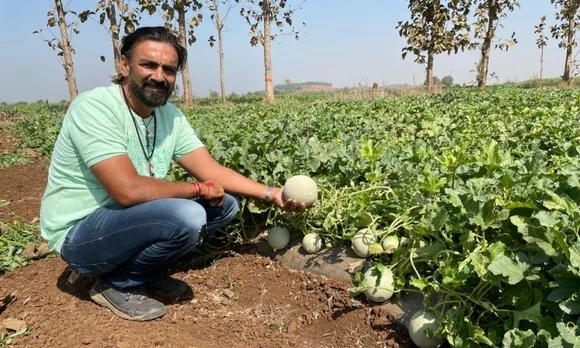Gujarat Farmer Growing Muskmelon