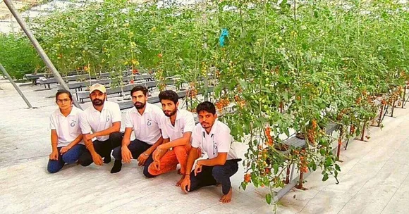 Hydroponic Farming Startup