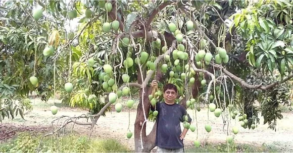 Girdling A Tree