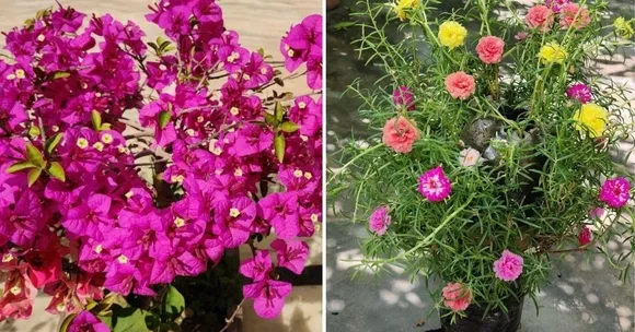 Summer Flowering Plants: गर्मियों में भी फूलों से भरे रहेंगे ये 5 पौधे