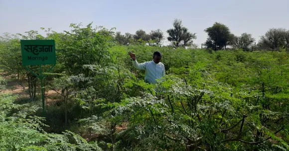 Rajasthan Farmer