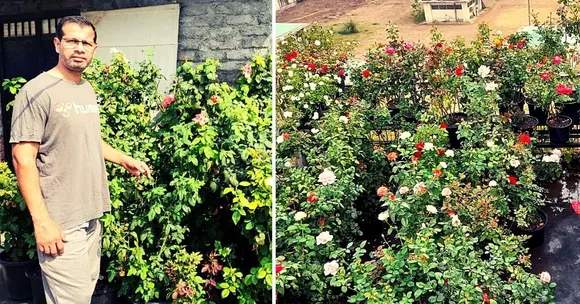 garden roses