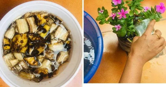 banana peel compost