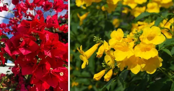 fastest growing creeper plant in india