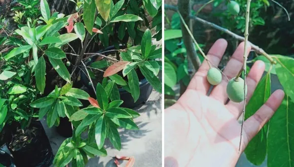How to Grow Rudraksh in Pot