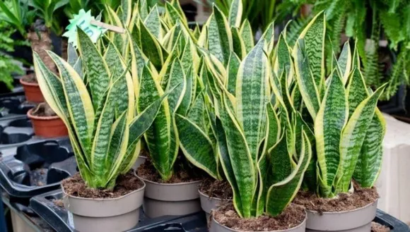 सबसे आसान इनडोर पौधा है Snake Plant, इस तरह लगाएं कटिंग से