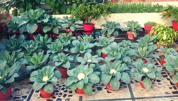 Grow Cauliflower