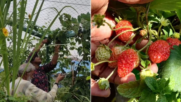 Tips To Grow Fruits Like Dragon Fruit, Mulberry, Apple, Papaya At Home