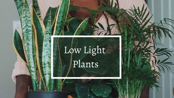 Low Light Plants