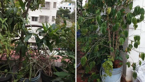 best plants for balcony
