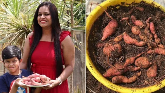 Growing sweet potato without seeds
