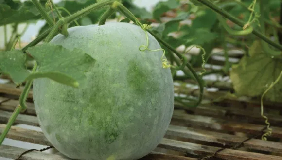Growing Ash Gourd