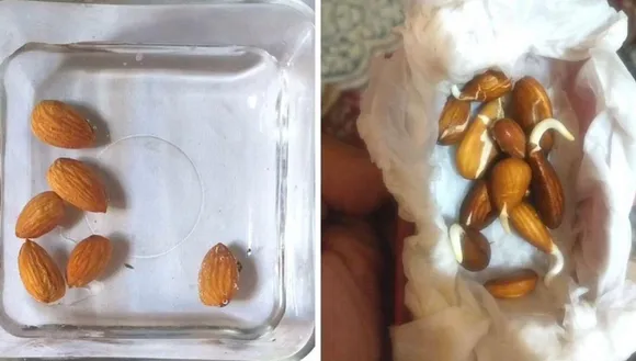 Three Easy Steps To Grow Almond Plant